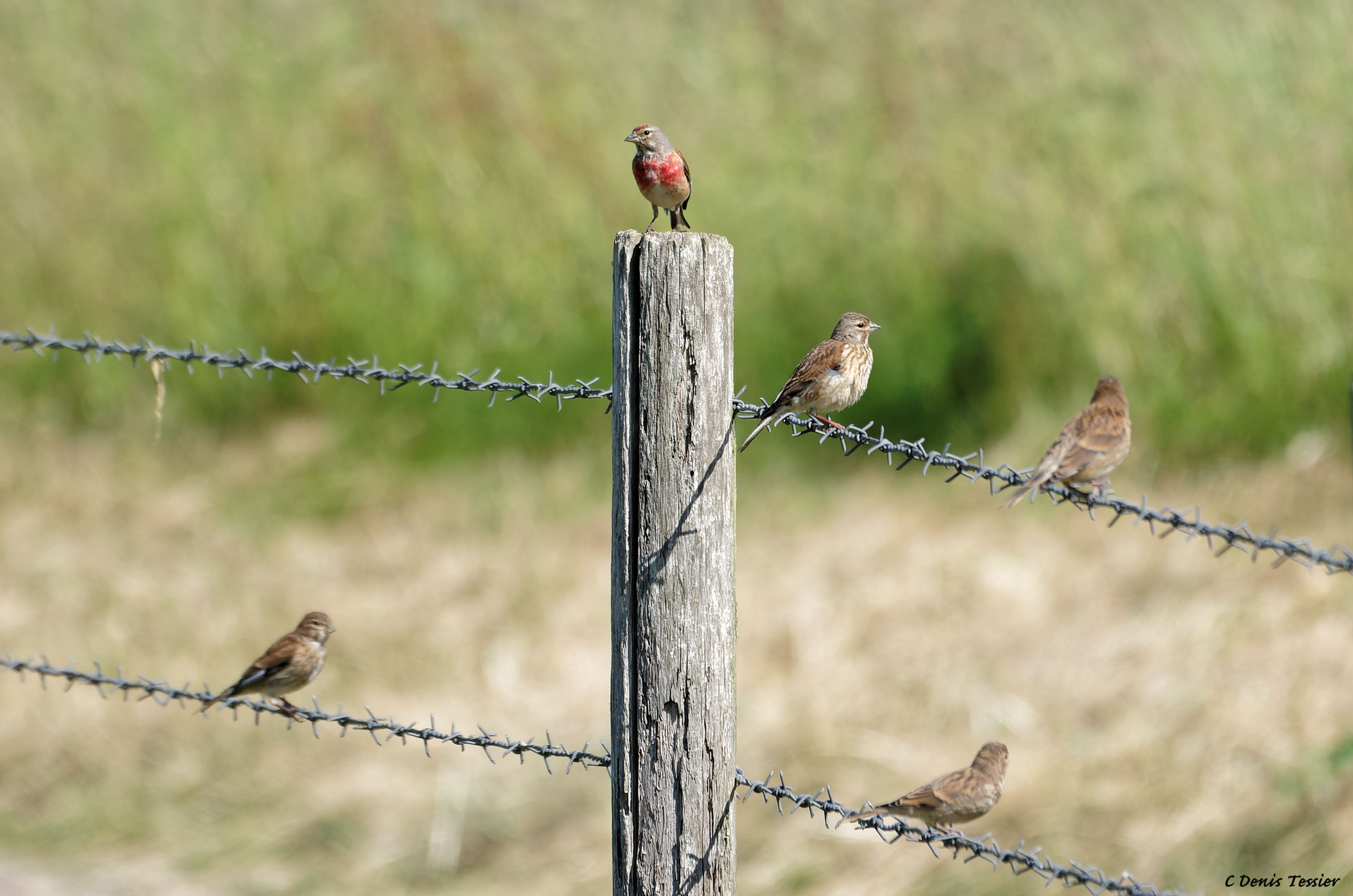 une linotte mélodieuse, un oiseau parmi la biodiversité de la ferme